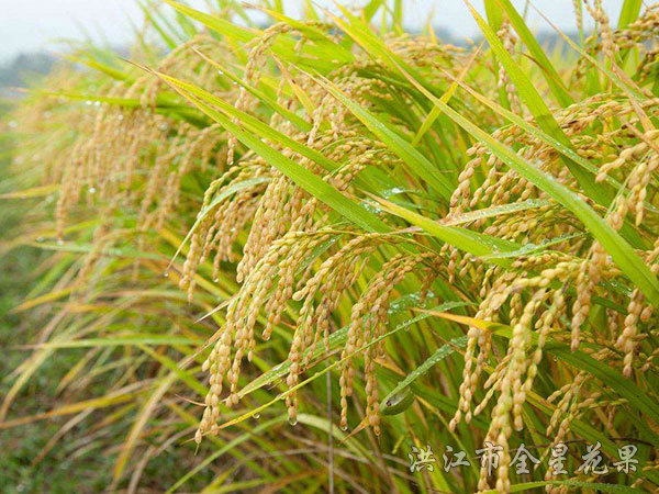 雨后水稻