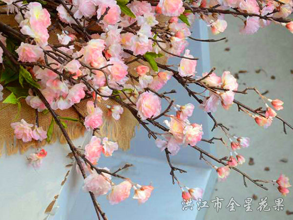 櫻花花枝