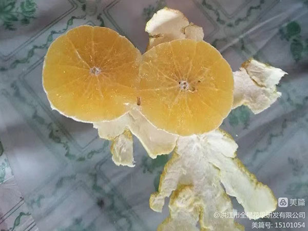 金糖橙